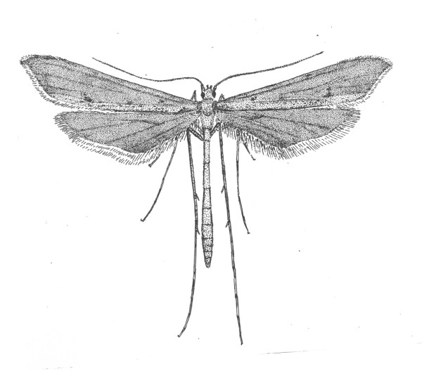 Agdistis adactyla (Vedermotjes, Pterophoridae).